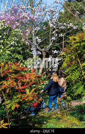 Persone che esplorano il giardino boschivo presso Hyde Hall RHS Gardens. Foto Stock