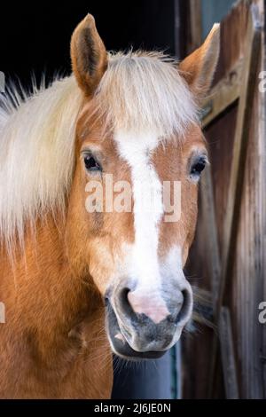 Ritratto di un bel cavallo color marrone con una criniera beige e una striscia bianca sulla museruola, guardando direttamente la fotocamera mentre ruminante. Foto di alta qualità Foto Stock