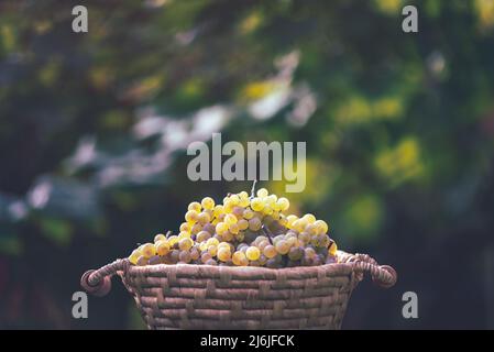 Cestino con uva in botte rustica di legno d'annata, tavola. Vinificazione Foto Stock