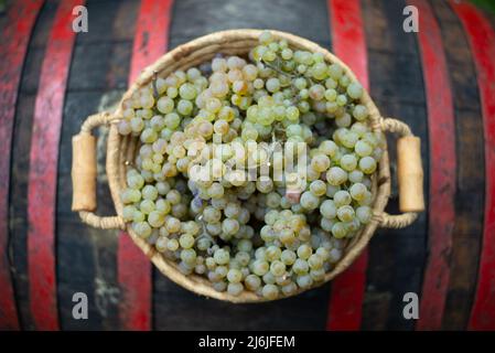 Cestino con uva in botte rustica di legno d'annata, tavola. Vinificazione Foto Stock