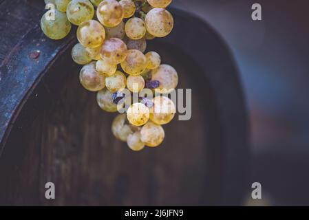 L'uva in vino in legno barile nel vigneto, Ungheria Foto Stock