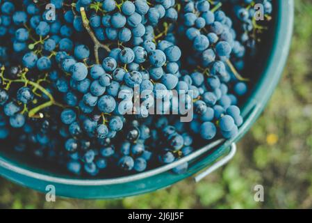 Secchio di uve durante la raccolta in vigna. Il nome dell'uva Cabernet Franc in gabbia durante la stagione del raccolto, in Ungheria Foto Stock