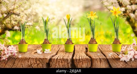 Bellissimo frutteto fiorito in primavera con fasi di crescita di un narciso giallo, dal bulbo dei fiori al fiore in fiore Foto Stock