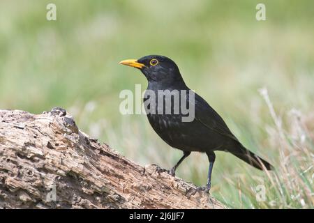 Uccello nero maschile (Turdus merula) arroccato su un ceppo Foto Stock