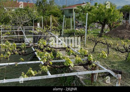 Vigneto in Montenegro con gengivali vitigni locali che crescono in alto su pergolas all'inizio della stagione in primavera Foto Stock