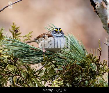 Sparrow dalla gola bianca arroccato su un ramo di pino con uno sfondo sfocato nel suo ambiente e habitat circostante. Foto Stock