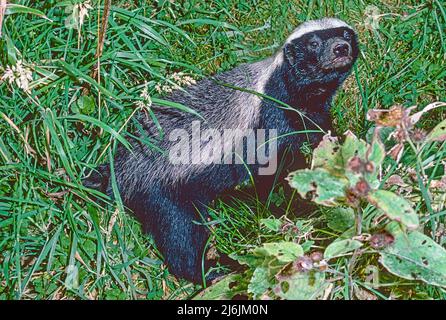 Miele Badger o Ratel , (Mellivora capensis). Da Africa, Asia sud-occidentale, subcontinente indiano. Foto Stock