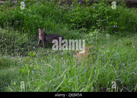 Un gatto che cammina sulla terra dell'erba Foto Stock