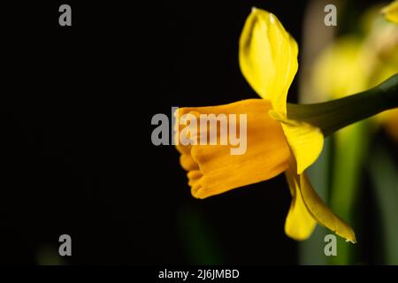 Narciso giallo fiore in fiore da vicino ancora con petali gialli isolati su sfondo nero Foto Stock