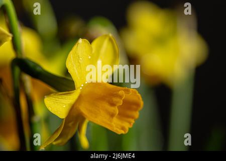 Narciso giallo fiore in fiore da vicino ancora con petali gialli isolati su sfondo nero Foto Stock
