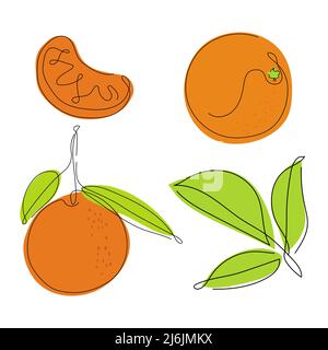 Set di arance, mandarini, agrumi a pezzi di mandarino. Collezione di illustrazioni vettoriali esotici alimentari tropicali. Illustrazione Vettoriale