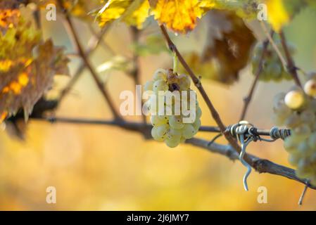 Ricca vendemmia. Uva verde Riesling sulla vite pronta per la vendemmia nel vigneto. Regione del vino di Pannonhalma, Ungheria Foto Stock