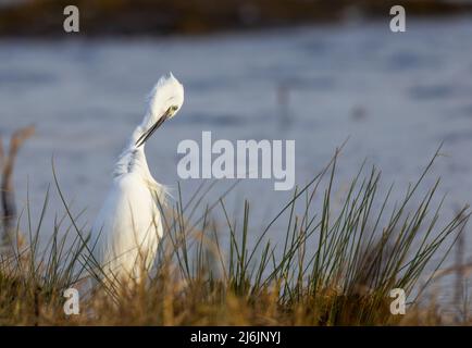 Preening della piccola Egretta (Egretta garzetta) Foto Stock