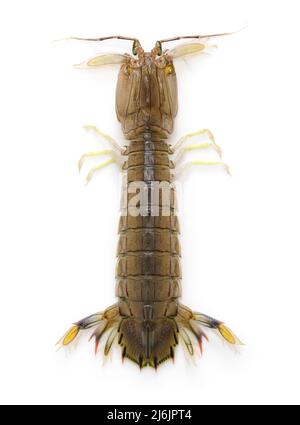 Shako, gamberi di mantis giapponesi isolati su sfondo bianco Foto Stock