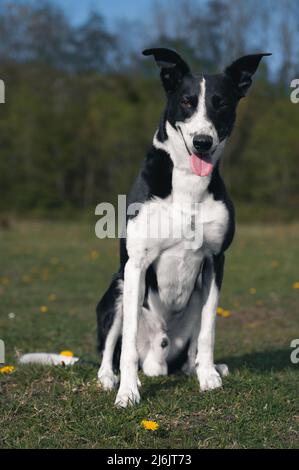 Black and White Collie Sheep Dog che lavora in una fattoria nel Galles del Sud Foto Stock
