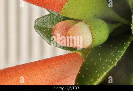 Isolato Correa pulchella 'Orange Glow' fiore e germogli Foto Stock