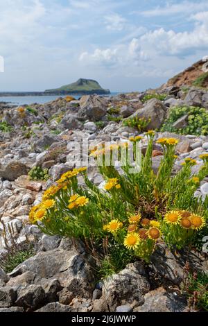 Il samphire dorato (Inula cristhmoides) fiorito tra rocce costiere sopra la linea di marea con la penisola di Worm’s Head sullo sfondo, Rhossili Galles Foto Stock