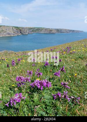 Betony (Stachys officinalis) fiorito in profusione su un promontorio costiero che domina Fall Bay, Rhossili, il Gower, Galles, Regno Unito, Luglio. Foto Stock