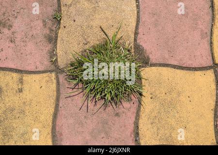 Mazzo di erba che cresce su piastrelle esterne usate per lantiscaping esterno come la portio, giardinaggio, pubblico pathroom all'aperto. Foto Stock