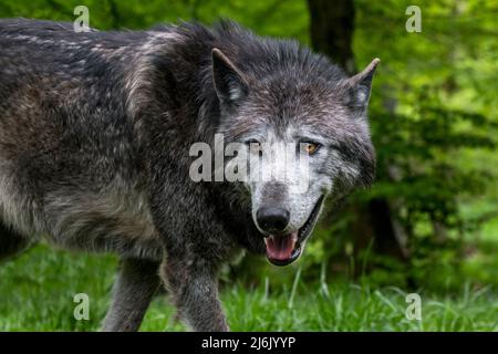 Lupo nero nordoccidentale / lupo Mackenzie Valley / lupo di legno dell'Alaska / lupo di legno canadese (Canis lupus occidentalis), la più grande sottospecie di lupo grigio Foto Stock