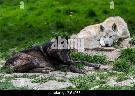Lupo nordoccidentale / lupo di Mackenzie Valley / lupo di legno dell'Alaska / lupo di legno canadese (Canis lupus occidentalis), la più grande sottospecie di lupo grigio Foto Stock
