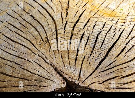Quercia moncone Hayley legno Cambridgeshire Foto Stock