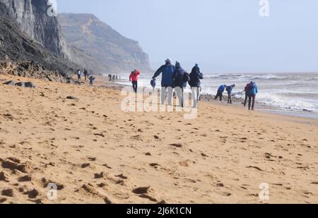 I cacciatori fossili scovano la spiaggia di Charmouth dopo le tempeste invernali Foto Stock