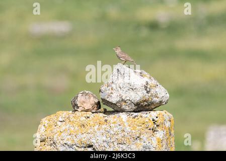 Crest Lark (Galerida cristata) su una roccia Foto Stock