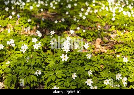 Primo fiore primaverile, fiore bianco o Hepatica Nobilis in fiore all'inizio della primavera Foto Stock