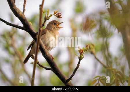 Comune Nightingale - Luscinia megarhynchos noto anche come rufous nightingale, piccolo uccello bruno passerino meglio noto per la sua potente e bella canzone Foto Stock