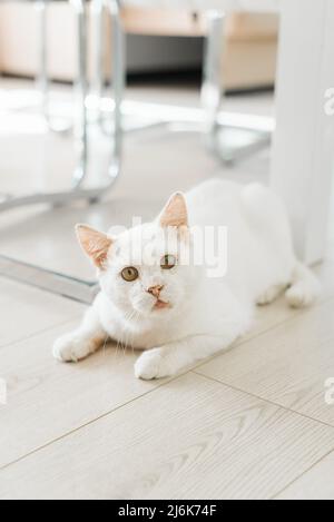 Un gatto bianco che è stato salvato per strada, con un occhio doloroso, siede sul pavimento della casa e guarda con attenzione Foto Stock