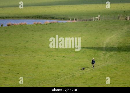 Cane su una passeggiata che passa lungo un grande prato, vicino a Bakewell, Derbyshire, Regno Unito Foto Stock