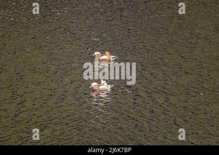 Una coppia di anatre mandarine, Aix galericulata, su Ladybower Reservoir, Peak District, Derbyshire, REGNO UNITO Foto Stock