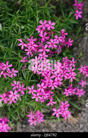 Il phlox è a forma di punteruolo. I piccoli fiori sono rosa con macchie molto luminose al centro. Foto Stock