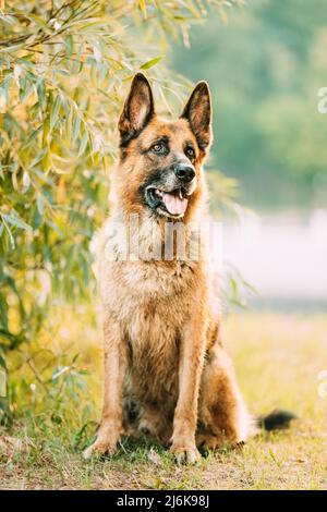 Alsazian Wolf Dog seduto nel Green Summer Park Grass. Cane pastore tedesco marrone primo piano ritratto. Foto Stock