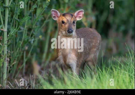 Young Reeves muntjac Deer (Muntiacus reevesi in terreni agricoli nel Norfolk del Nord, Regno Unito. Foto Stock