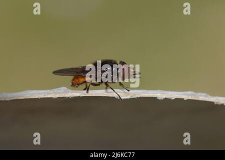 Common Snout Fly, Heineken Hover Fly (Rhingia campestris), hoverfly di famiglia (Syrphidae). Sul bordo di una carta bianca con giardino olandese sbiadito. Foto Stock