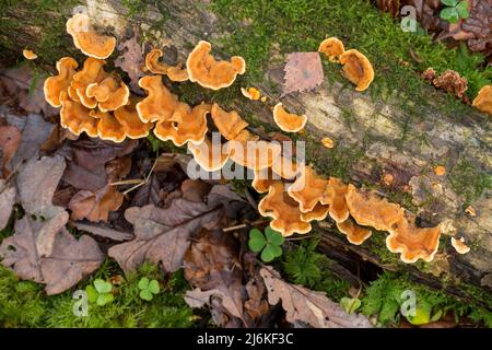 Crosta di cortina pelosa (Stereum hirsutum) fungo della staffa che cresce su tronco di albero morto coperto di muschio, Cumbria, Inghilterra, Regno Unito Foto Stock