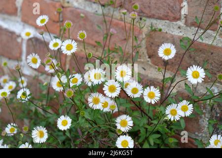 Margherite di fleabane messicane in fiore. Foto Stock