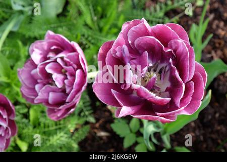 Tulipano doppio 'Dream Touch' in fiore Foto Stock