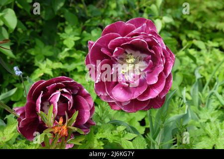 Tulipano doppio 'Dream Touch' in fiore Foto Stock