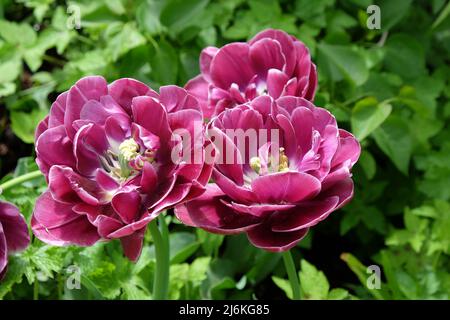 Tulipano doppio 'Dream Touch' in fiore Foto Stock