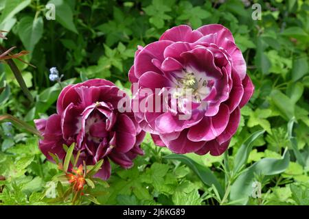 Tulipano doppio 'Dream Touch' in fiore Foto Stock