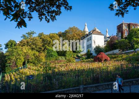 Parigi, Francia, 14 ottobre 2018 i vigneti sulla collina del Butte Montmartre. Foto Stock