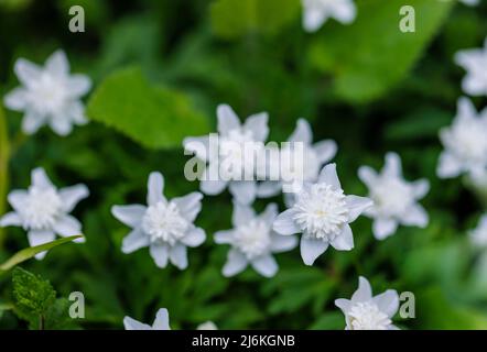 Vista ravvicinata del doppio bianco perenne Anemone nemorosa 'Vestal' fiorito nel bosco in primavera a Surrey, nel sud-est dell'Inghilterra Foto Stock