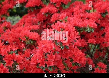 Rosso Rhododendron 'Rustica' in fiore Foto Stock