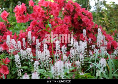 Fiore di foglia di cuore bianco in fiore. Foto Stock