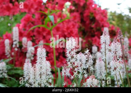 Fiore di foglia di cuore bianco in fiore. Foto Stock