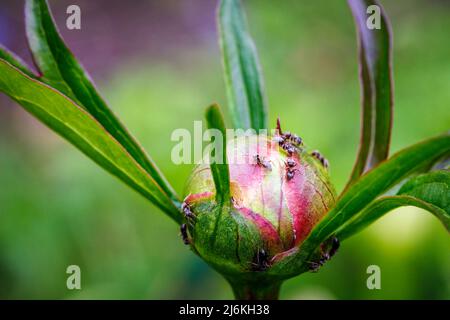 Ants feeding on nectar on a paeony bud in a garden in Surrey, England in spring: an example of biological mutualism benefiting both organisms Foto Stock