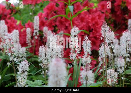 Fiore di foglia di cuore bianco in fiore. Foto Stock